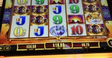 Buffalo Gold Revolution by Aristocrat big win