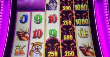 Wild Wild Buffalo by Aristocrat base reel set